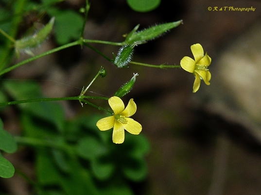 {Oxalis dillenii}
